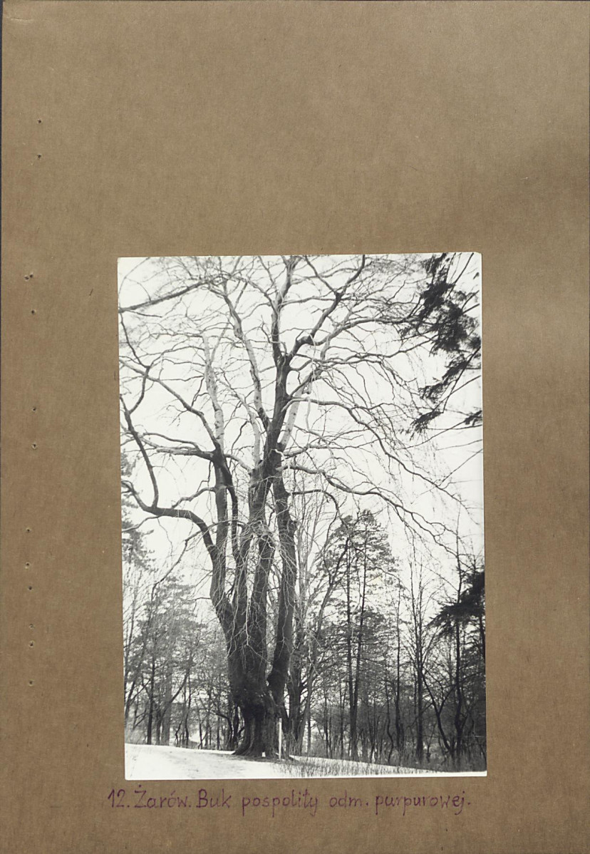 Ewidencja parkowa, skan nr 29