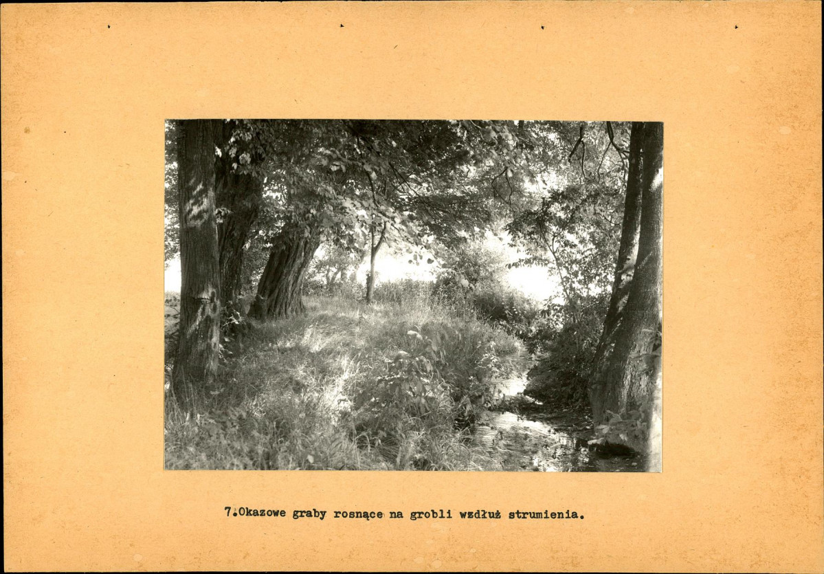 EP - Ewidencja parkowa, skan nr 30