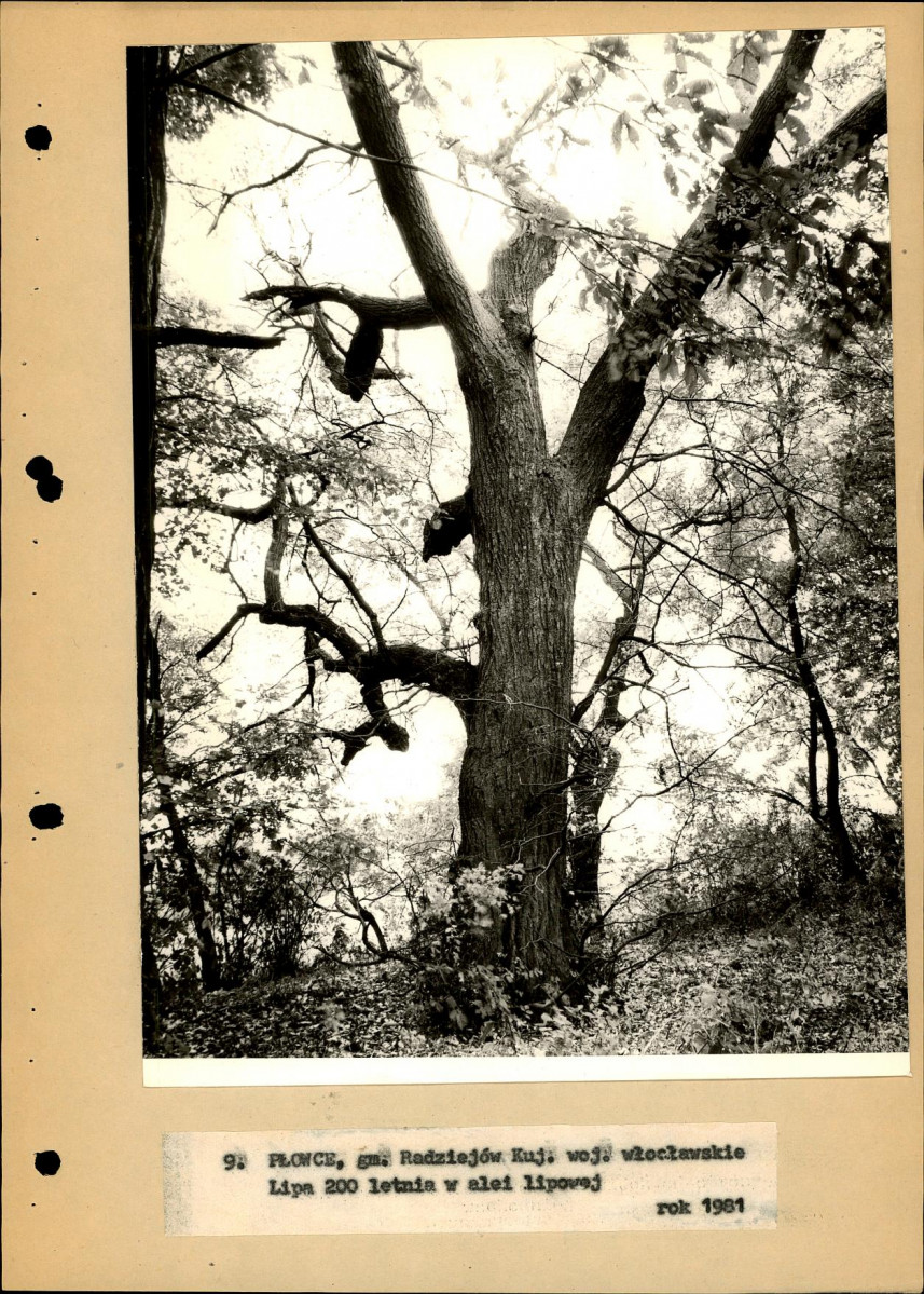 EP - Ewidencja parkowa, skan nr 35