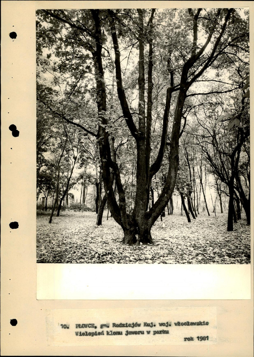 EP - Ewidencja parkowa, skan nr 36