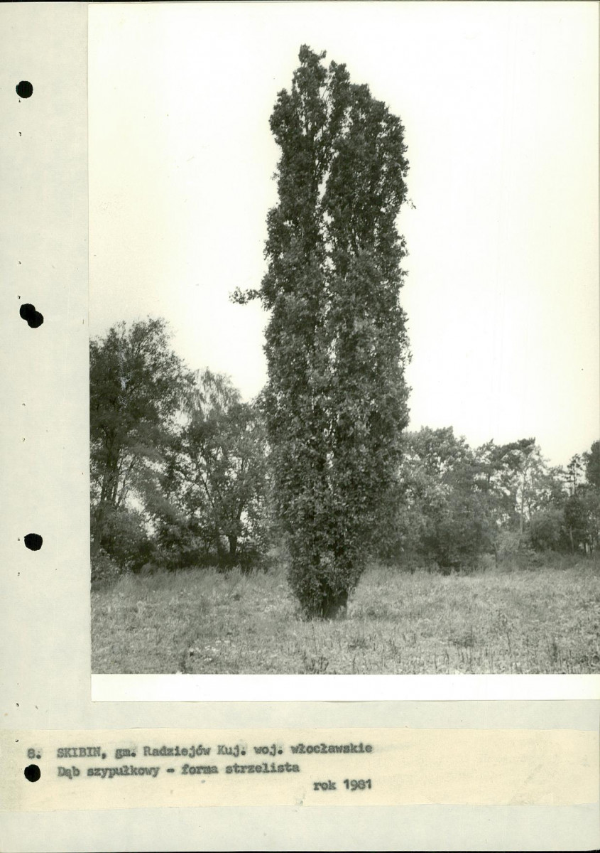 EP - Ewidencja parkowa, skan nr 25