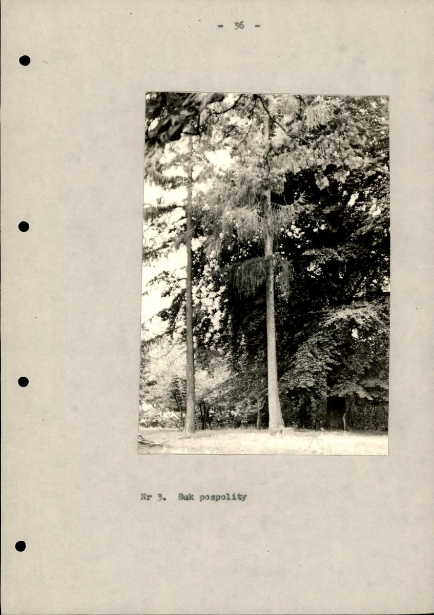 EP - Ewidencja parkowa, skan nr 41