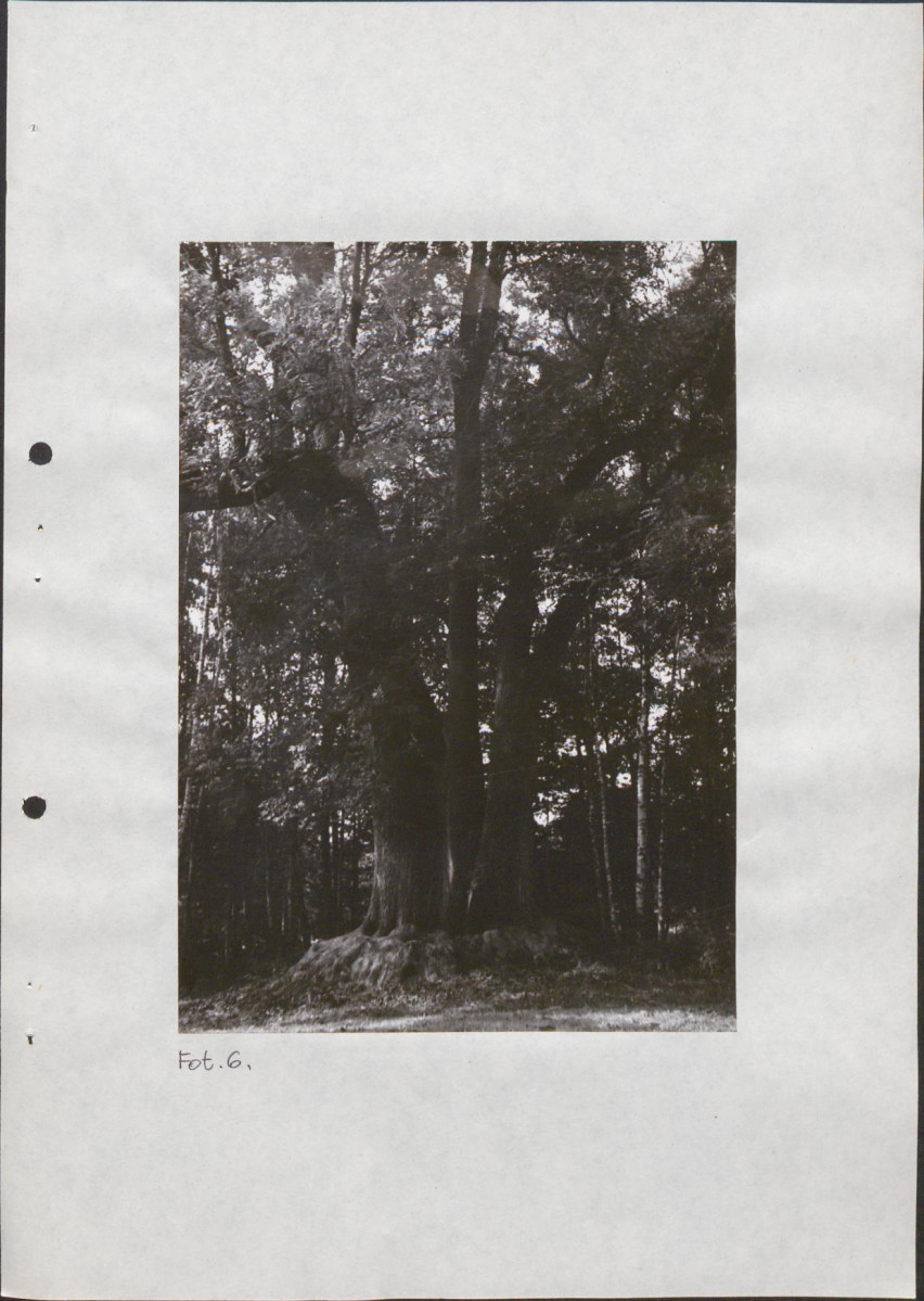 EP - Ewidencja parkowa, skan nr 25