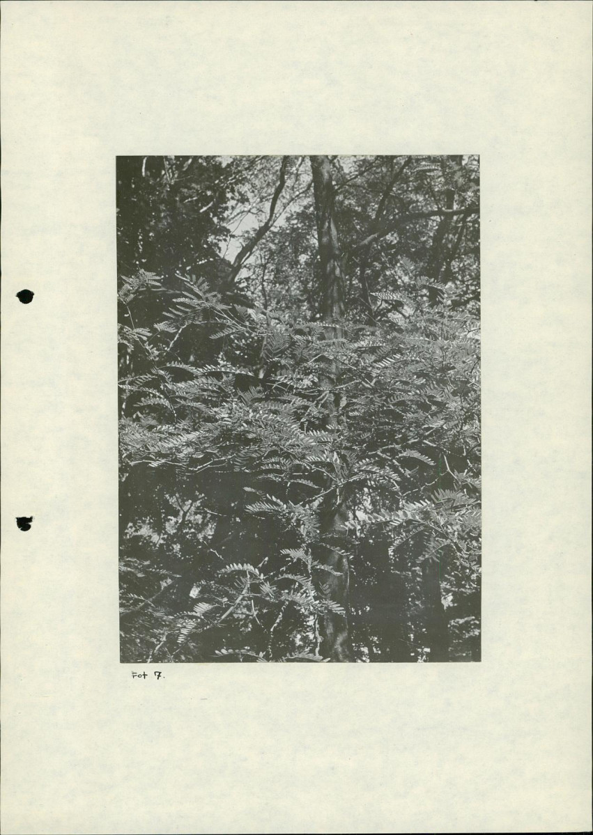 Ewidencja parkowa, skan nr 29