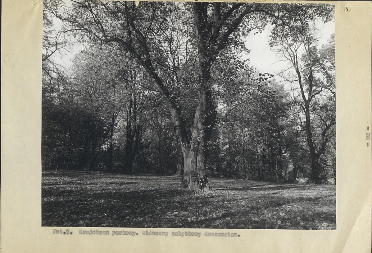 Ewidencja parkowa, skan nr 37