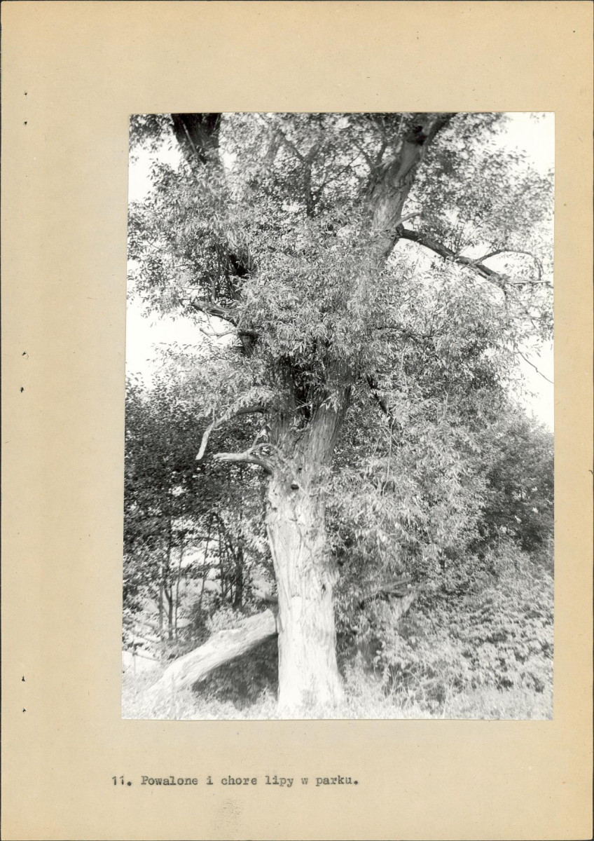 EP - Ewidencja parkowa, skan nr 38