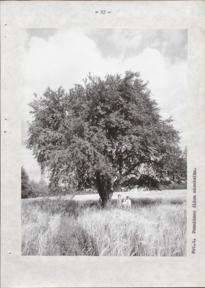 EP - Ewidencja parkowa, skan nr 20