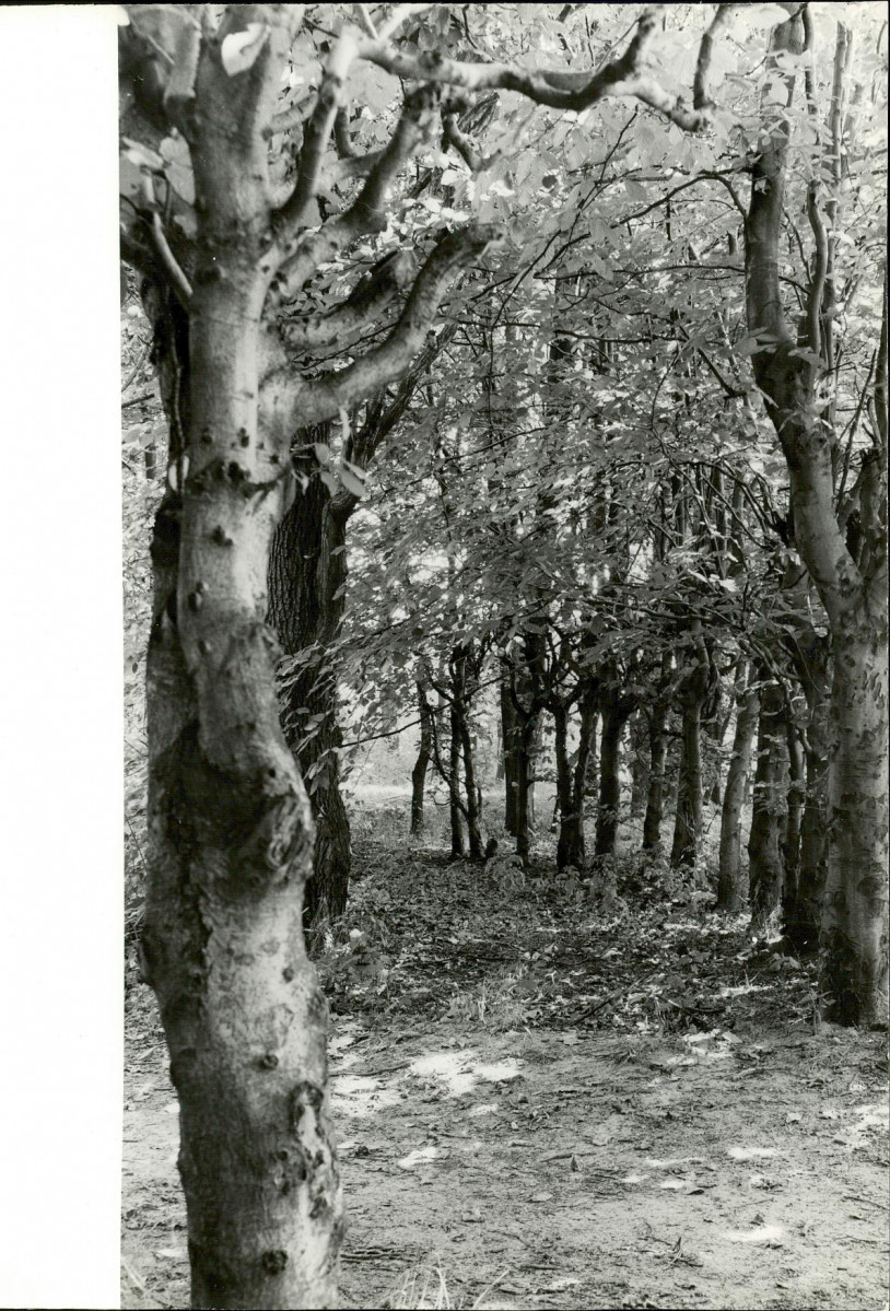 Ewidencja parkowa, skan nr 28