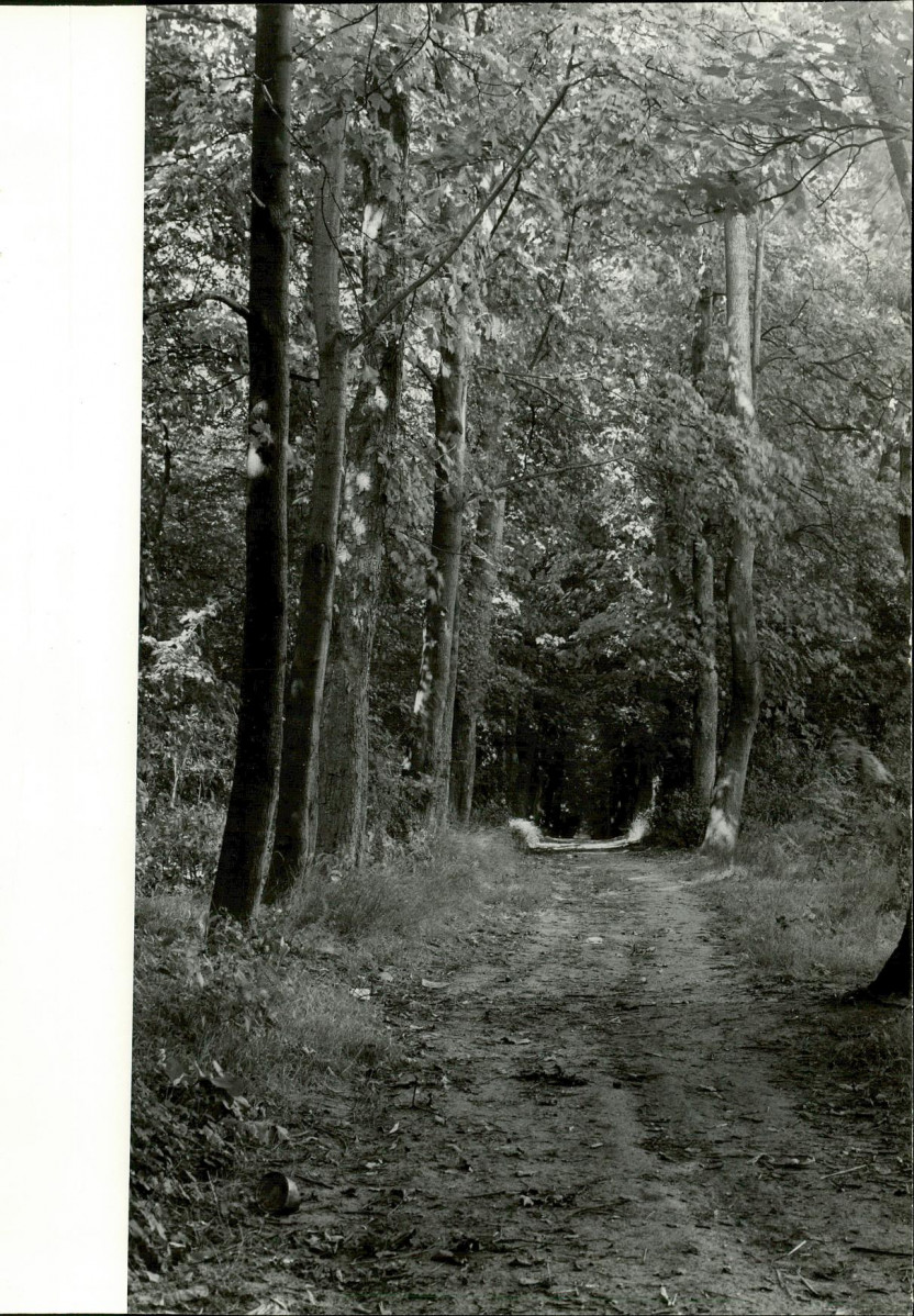 Ewidencja parkowa, skan nr 32