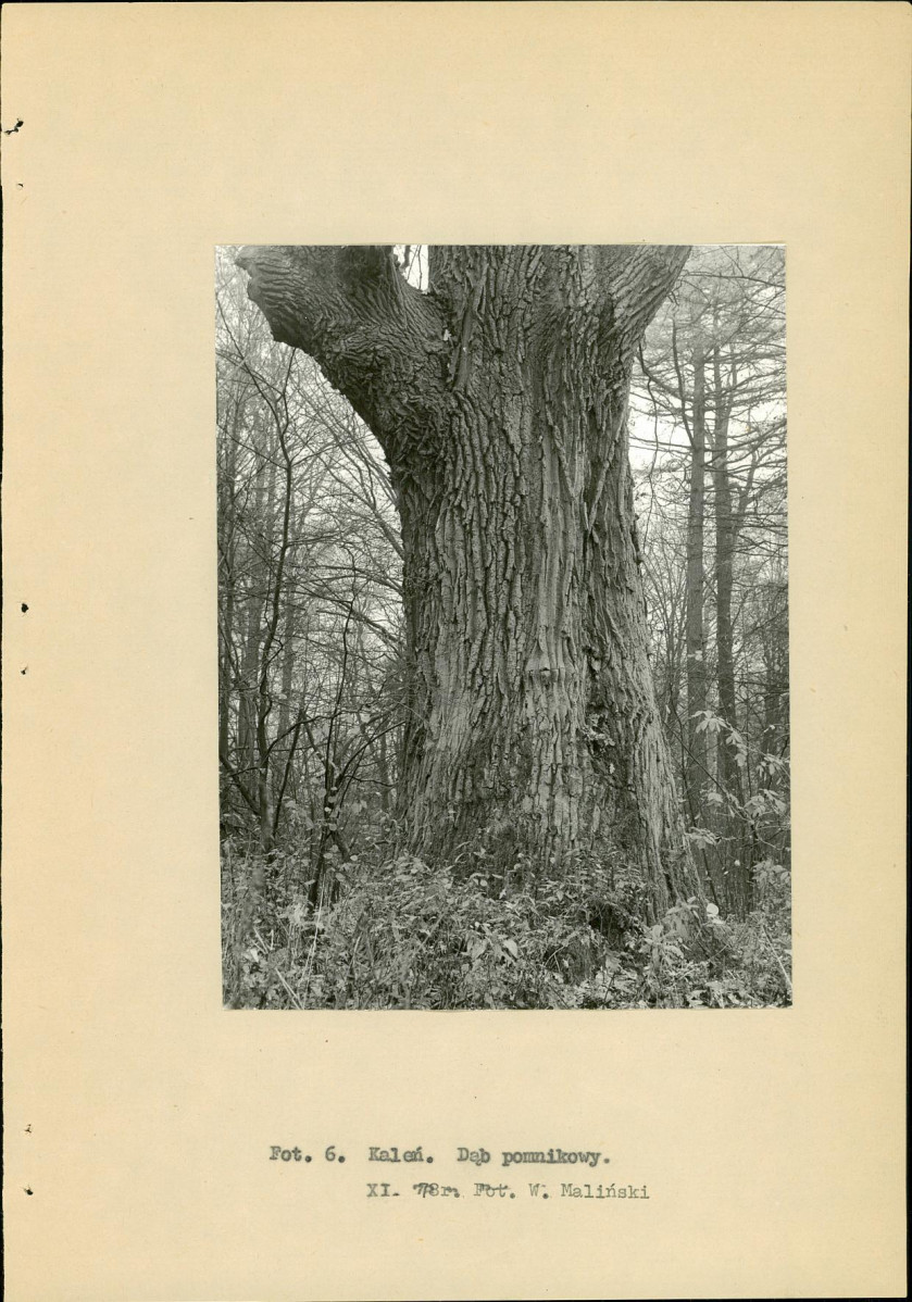 Ewidencja parkowa, skan nr 18