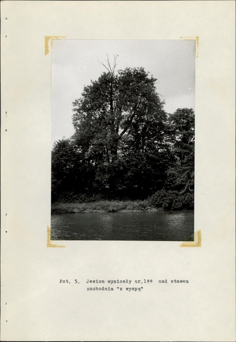 Ewidencja parkowa, skan nr 29