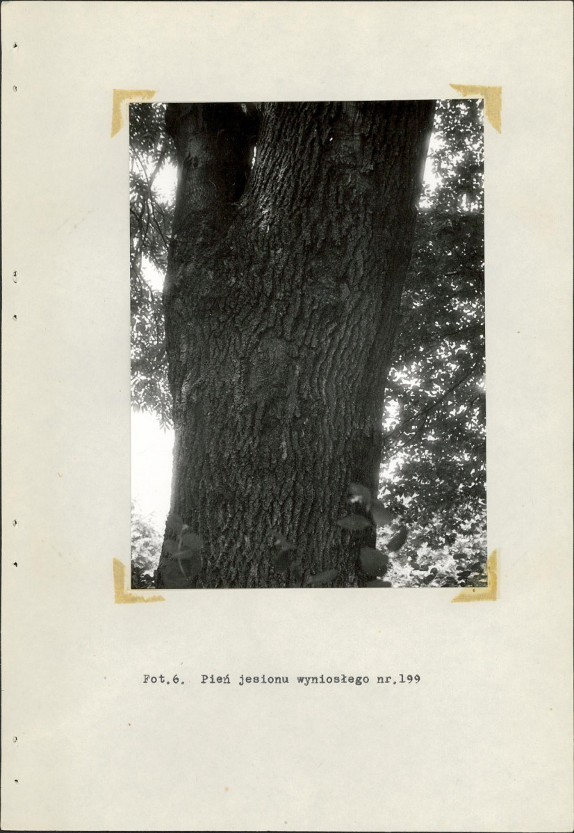 Ewidencja parkowa, skan nr 30