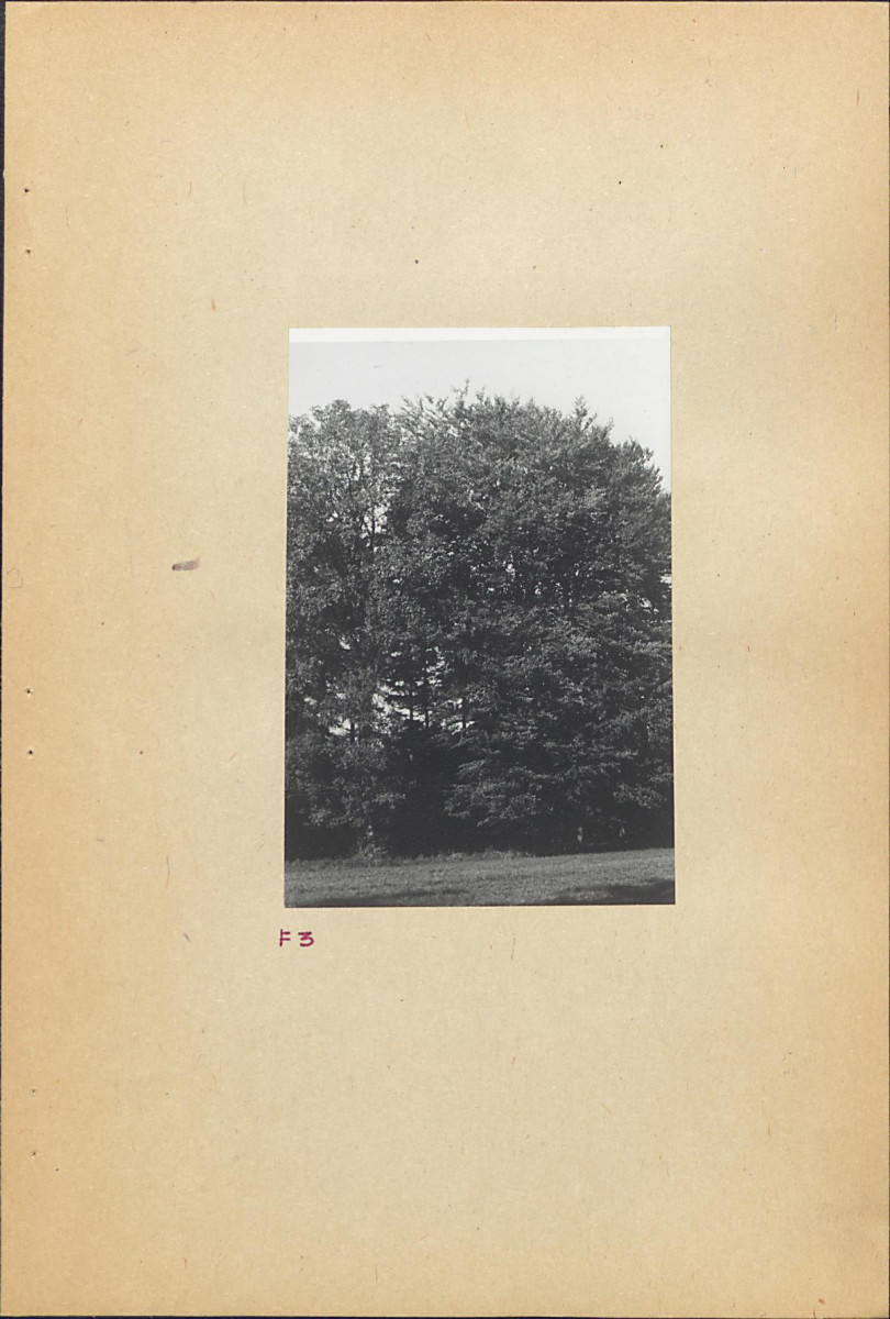 Ewidencja parkowa, skan nr 21