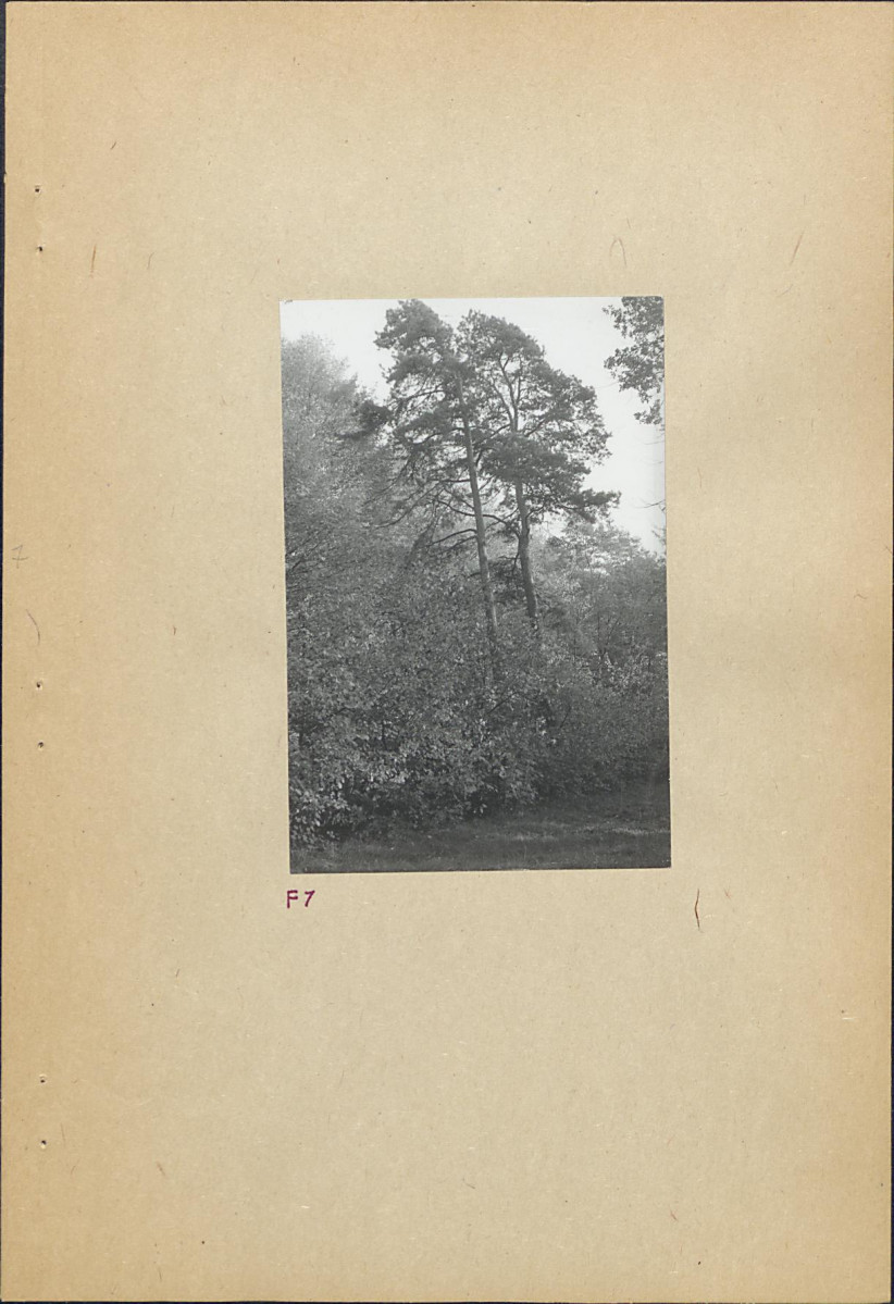 Ewidencja parkowa, skan nr 25