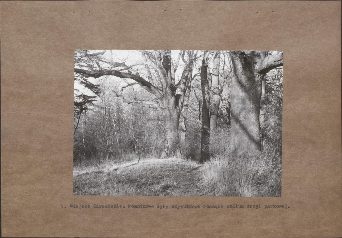 EP - Ewidencja parkowa, skan nr 19