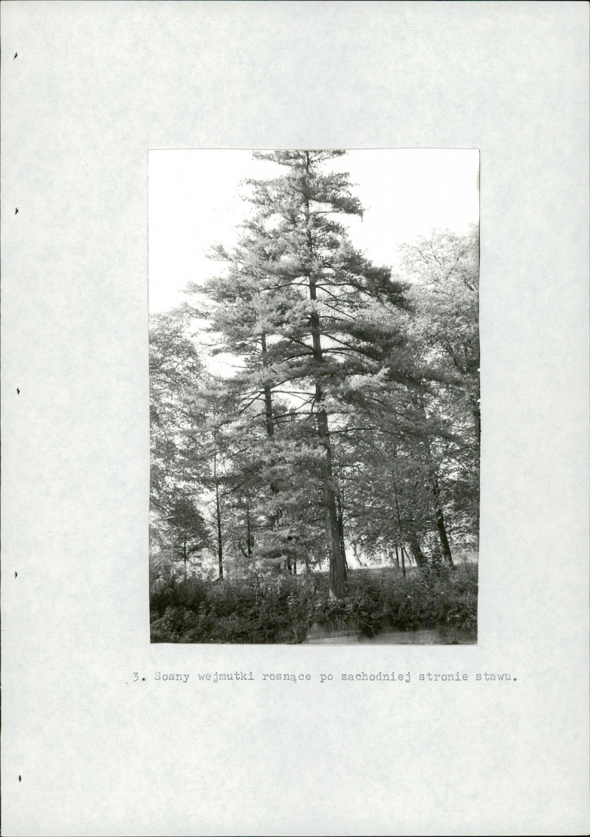 EP - Ewidencja parkowa, skan nr 26