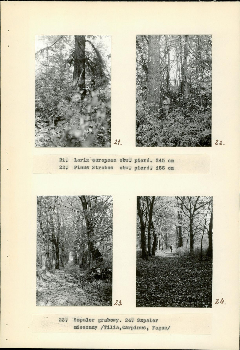 Ewidencja parkowa, skan nr 20