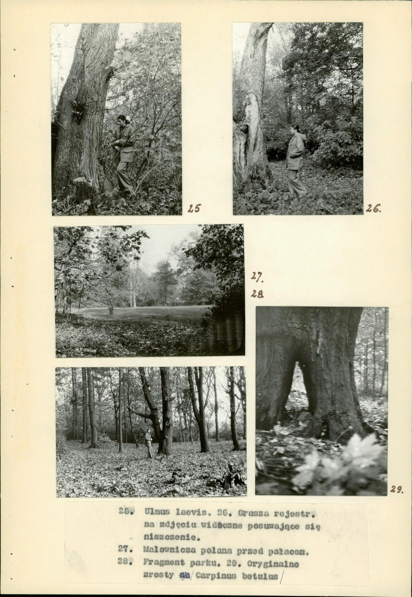 Ewidencja parkowa, skan nr 21