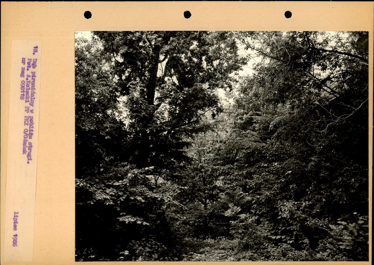 Ewidencja parkowa, skan nr 45