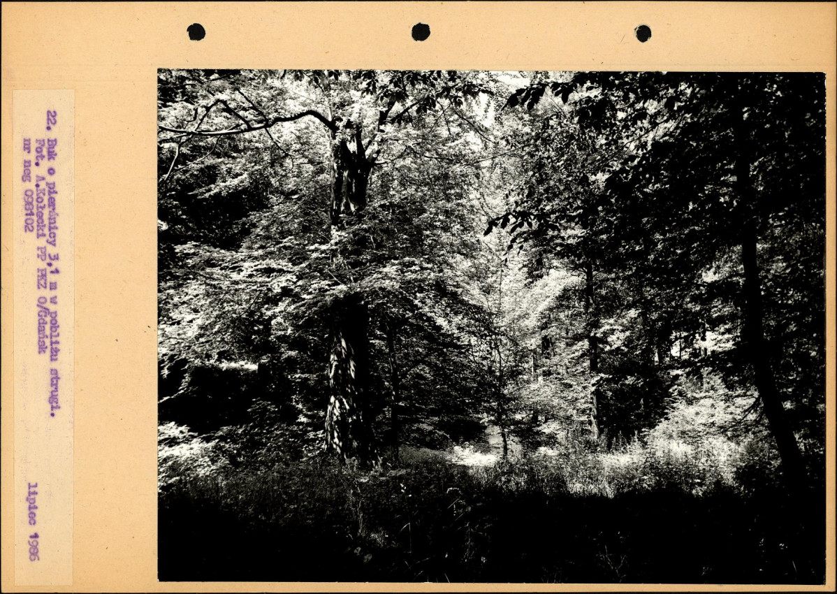 Ewidencja parkowa, skan nr 49