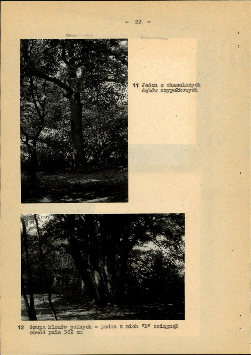 Ewidencja parkowa, skan nr 29