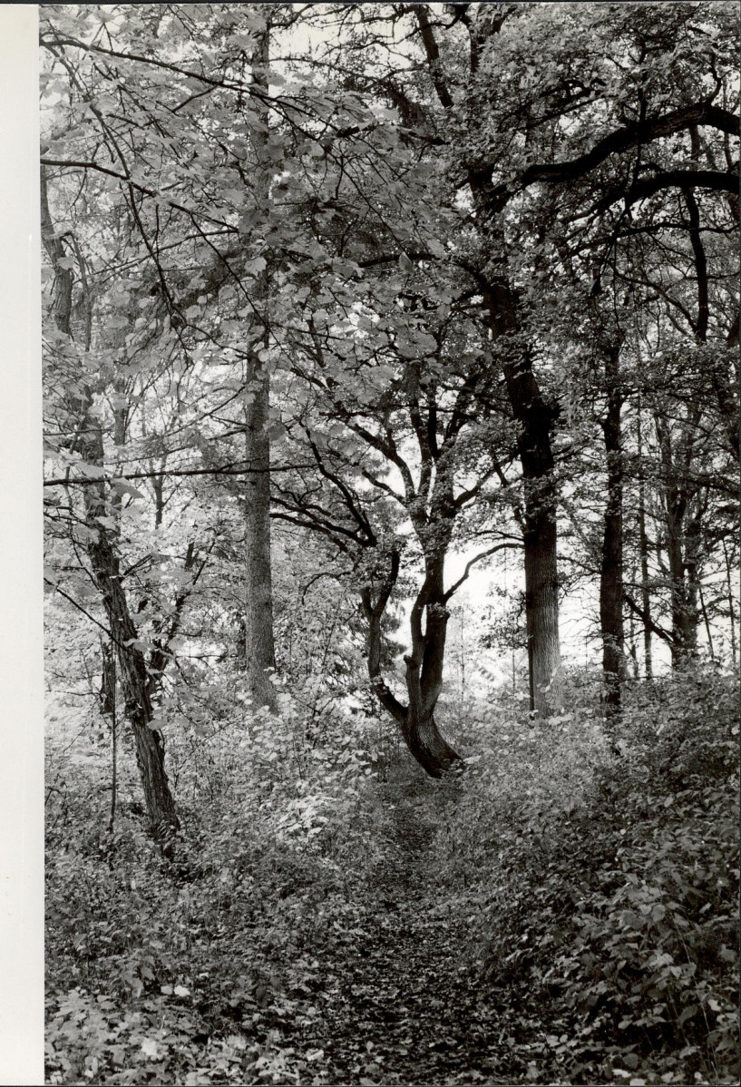 Ewidencja parkowa, skan nr 33