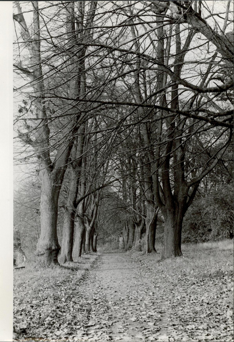 Ewidencja parkowa, skan nr 41