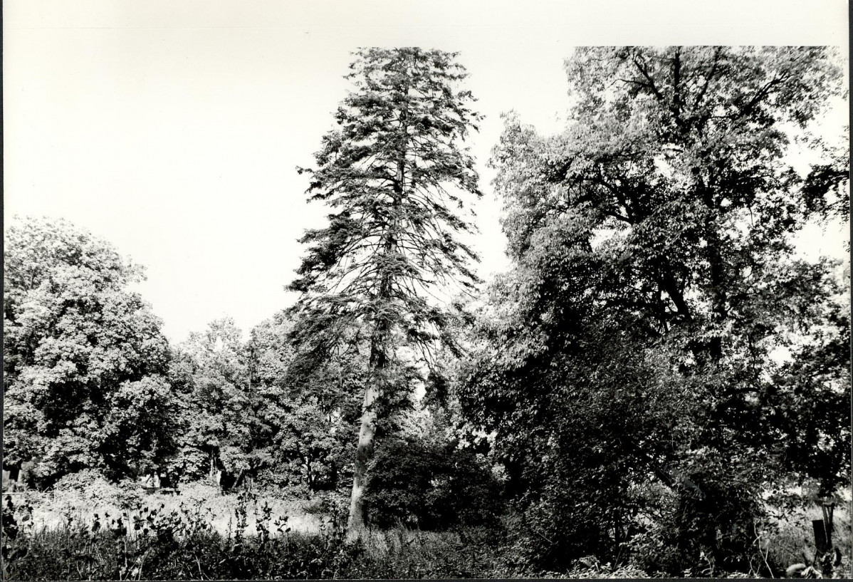 Ewidencja parkowa, skan nr 29