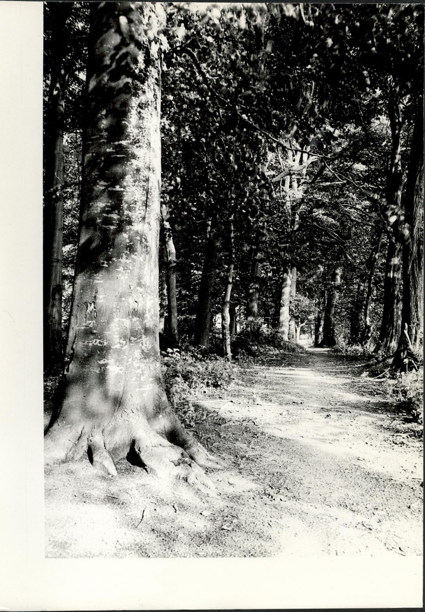 Ewidencja parkowa, skan nr 31