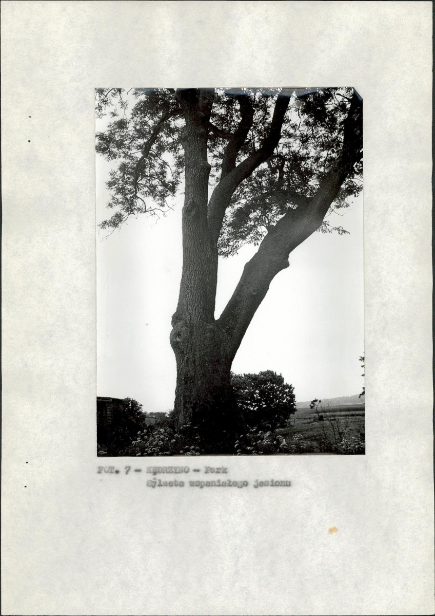 Ewidencja parkowa, skan nr 16