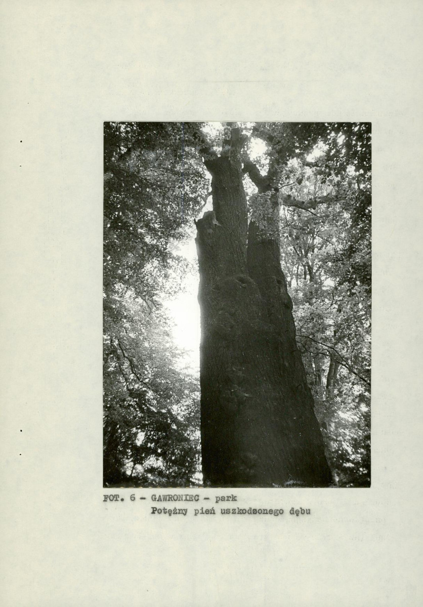 EP - Ewidencja parkowa, skan nr 19