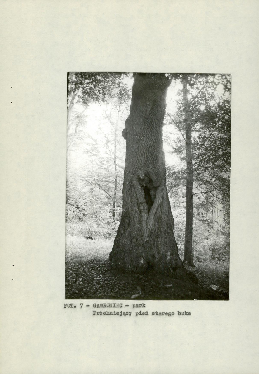 EP - Ewidencja parkowa, skan nr 20