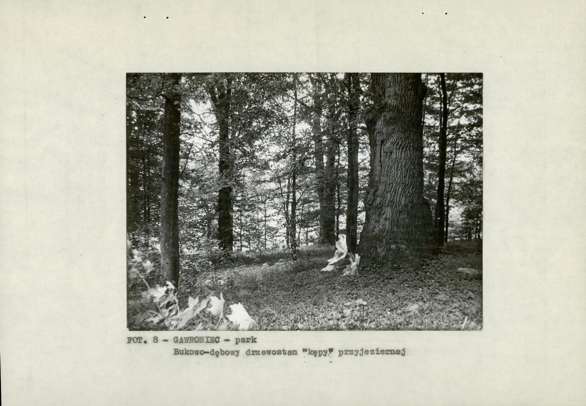 EP - Ewidencja parkowa, skan nr 21