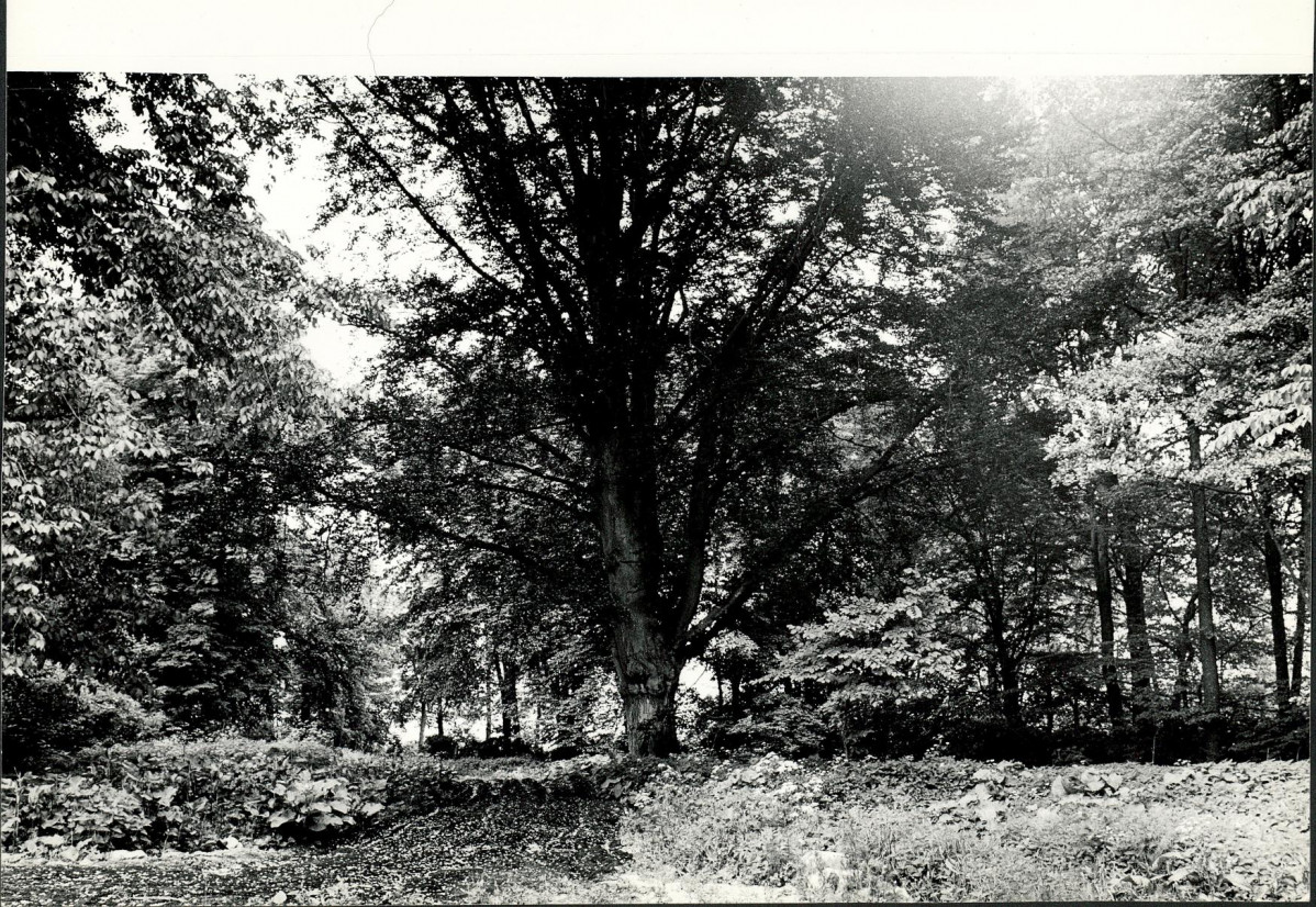 Ewidencja parkowa, skan nr 24