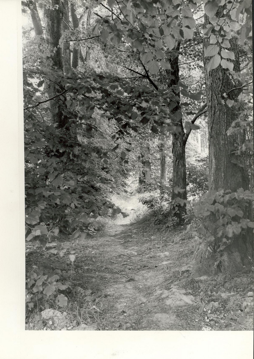 EP - Ewidencja parkowa, skan nr 27