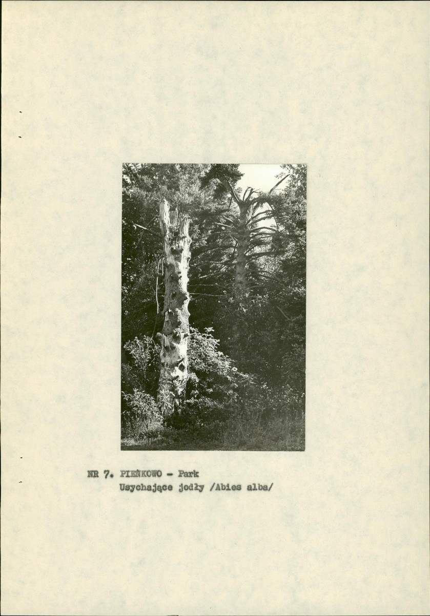 EP - Ewidencja parkowa, skan nr 21