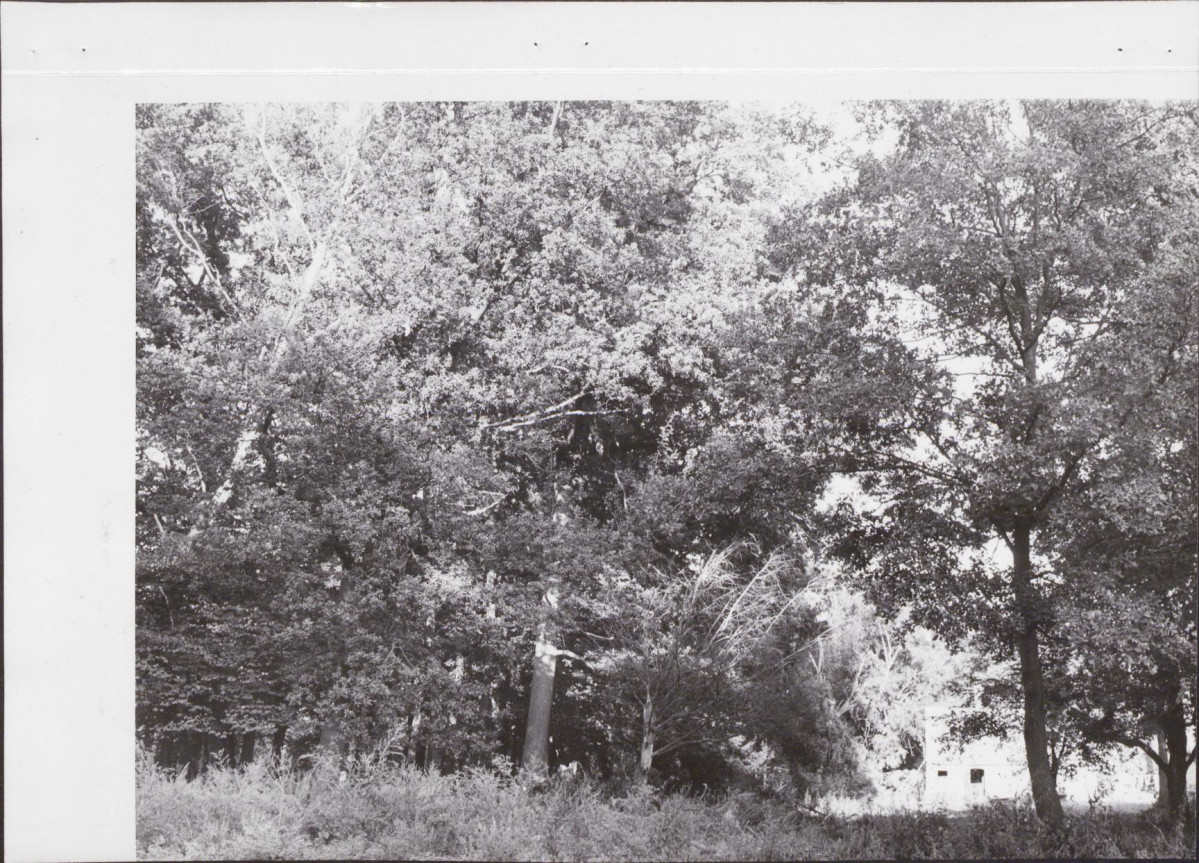 Ewidencja parkowa, skan nr 11