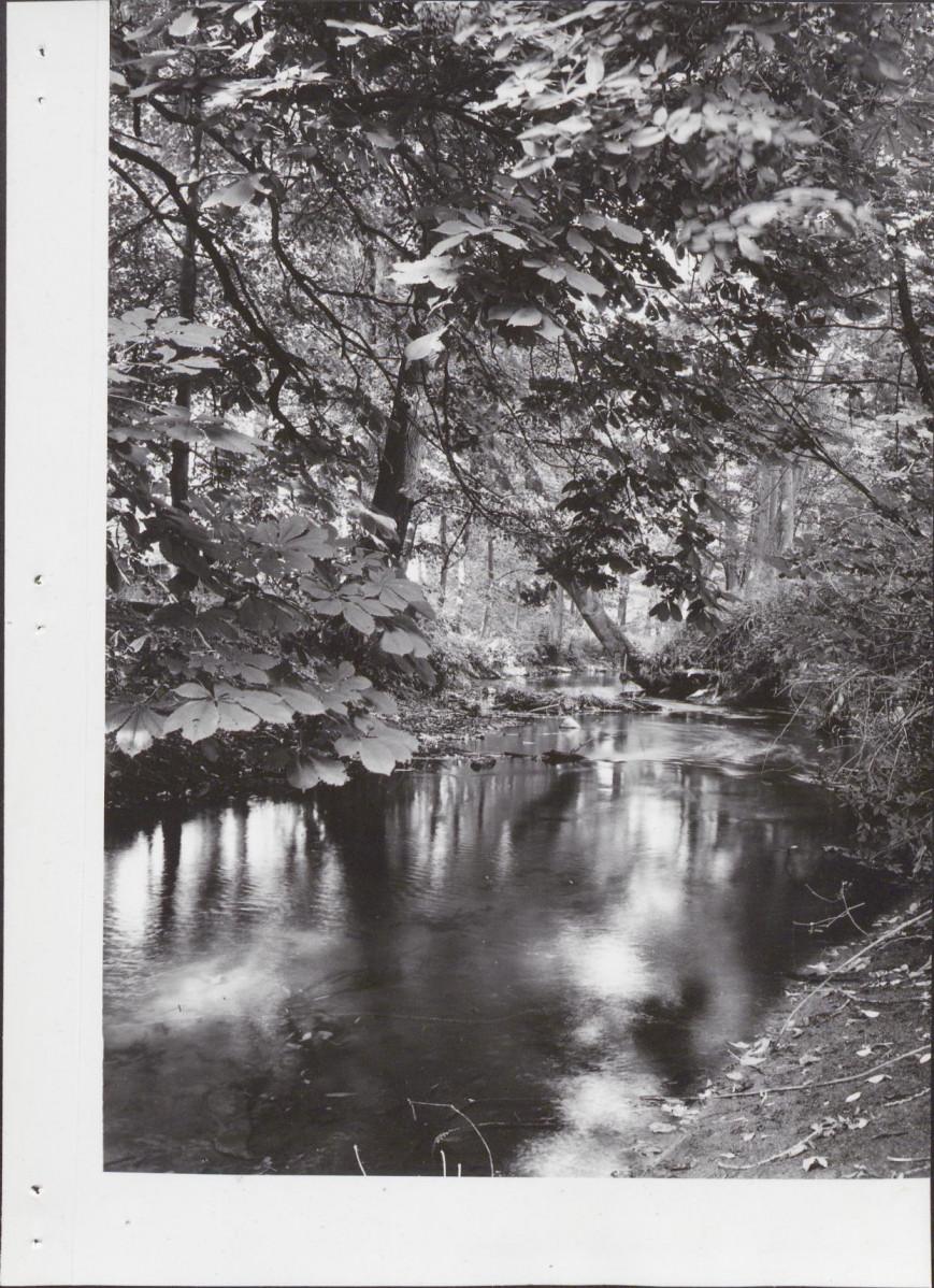 Ewidencja parkowa, skan nr 19