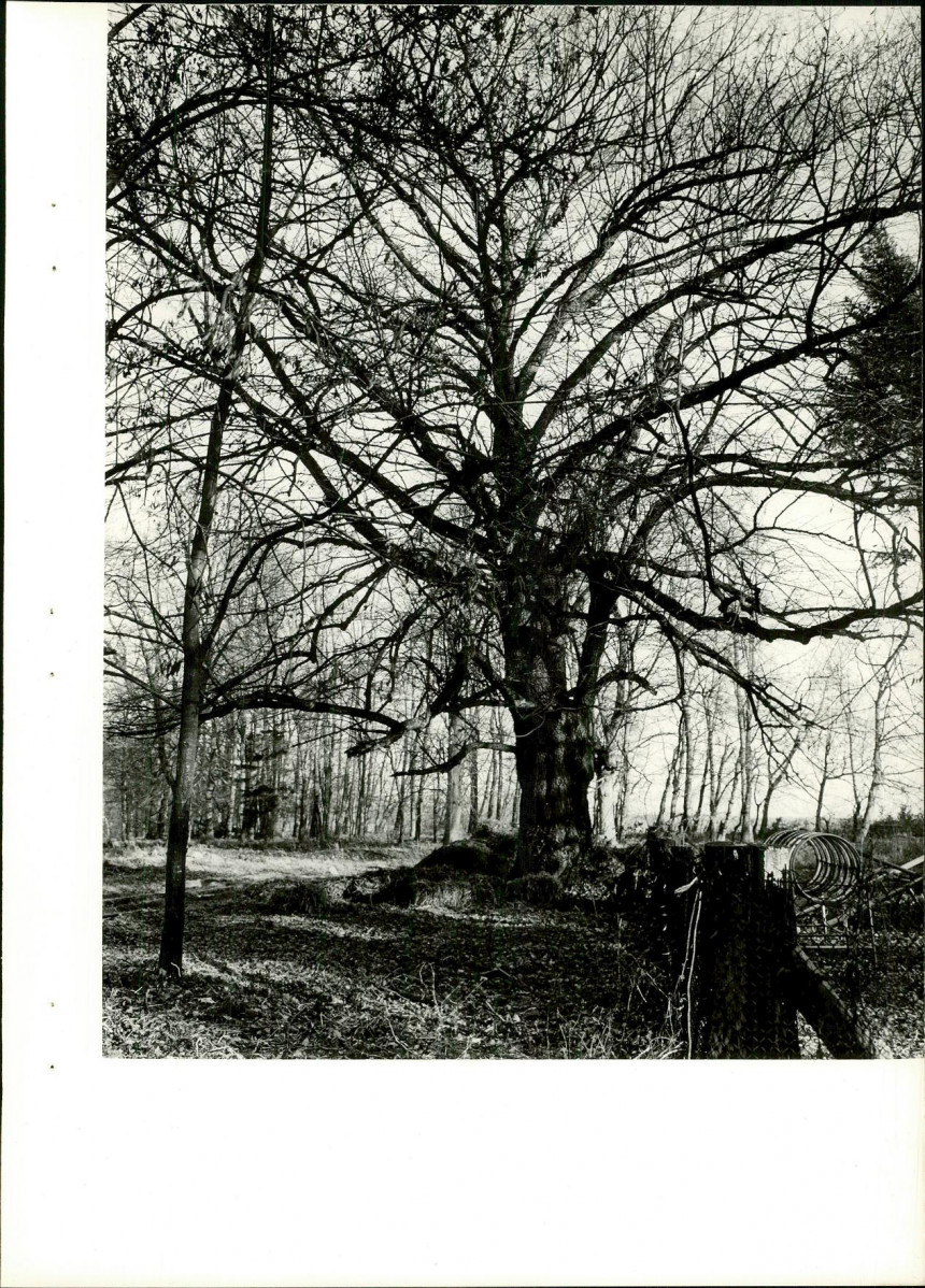 Ewidencja parkowa, skan nr 21