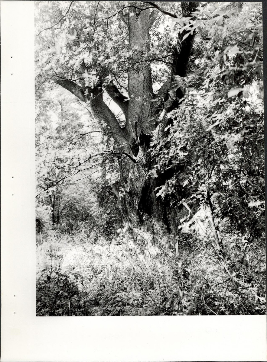 Ewidencja parkowa, skan nr 23