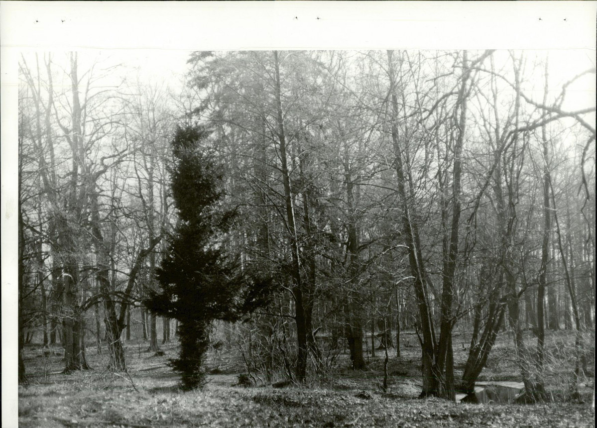 Ewidencja parkowa, skan nr 19