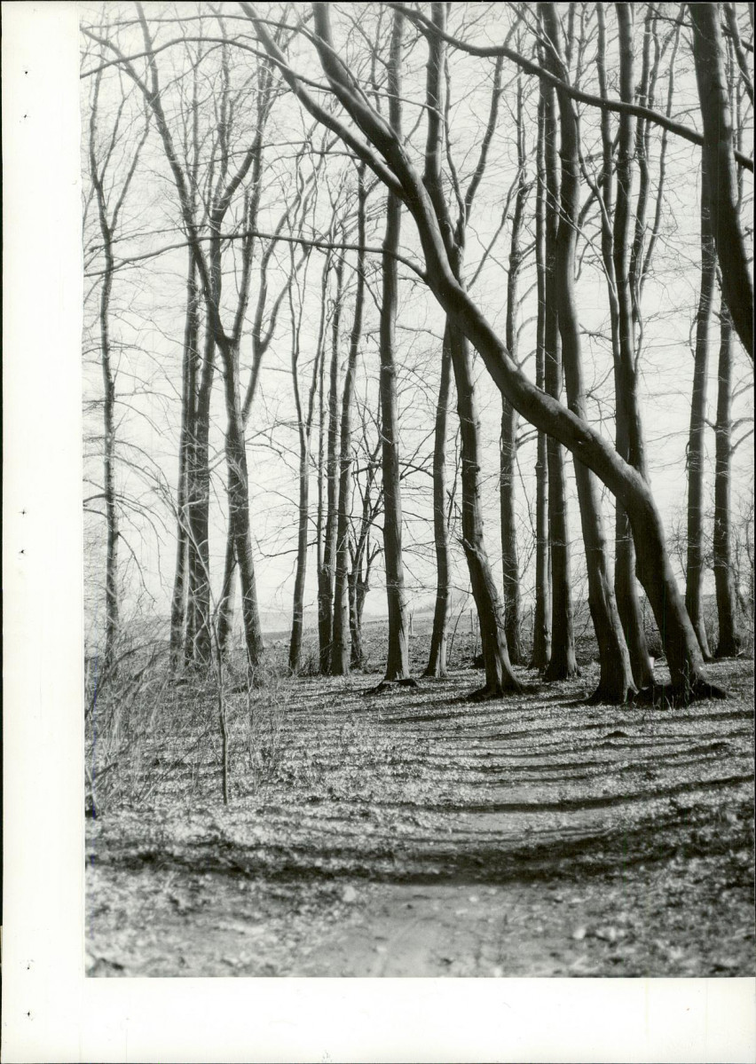 Ewidencja parkowa, skan nr 21