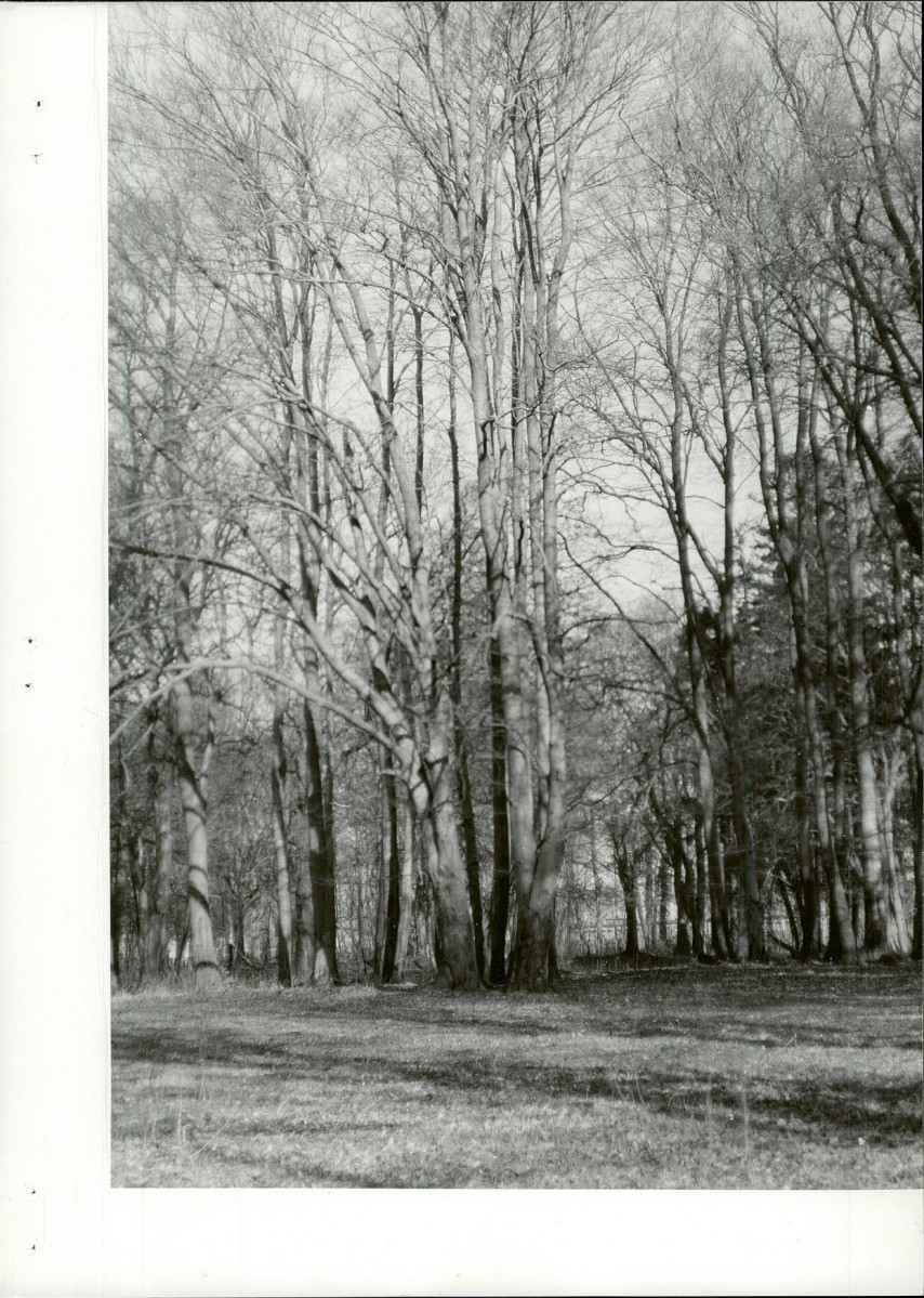 Ewidencja parkowa, skan nr 29