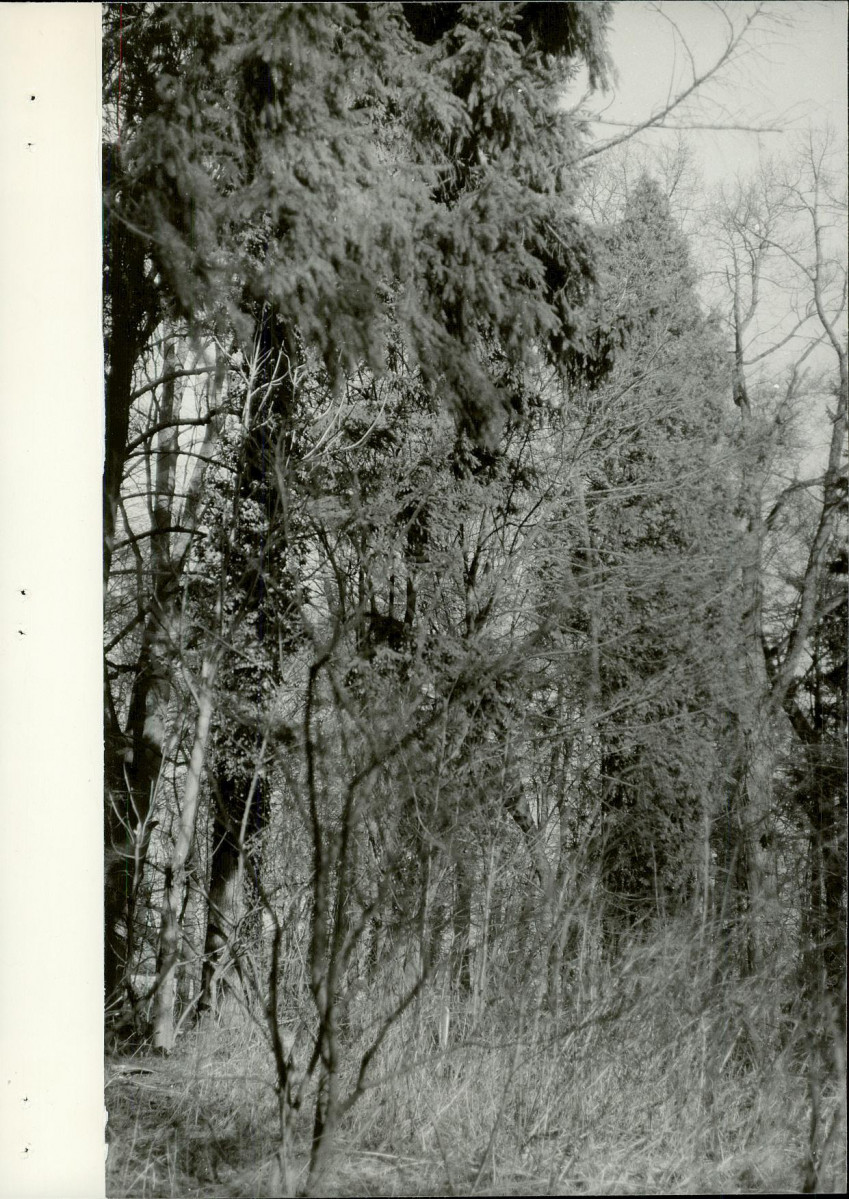 Ewidencja parkowa, skan nr 31