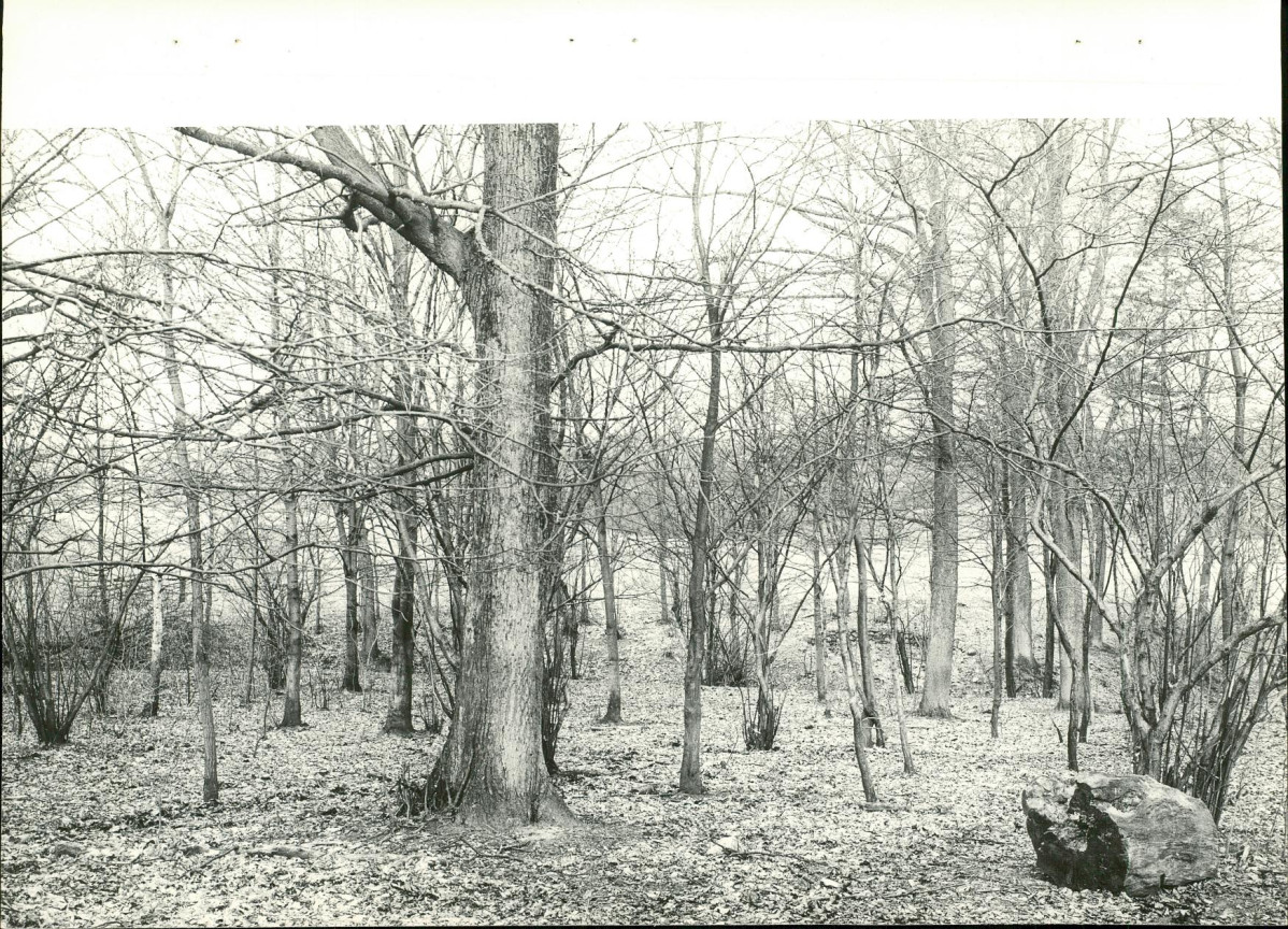 EP - Ewidencja parkowa, skan nr 20