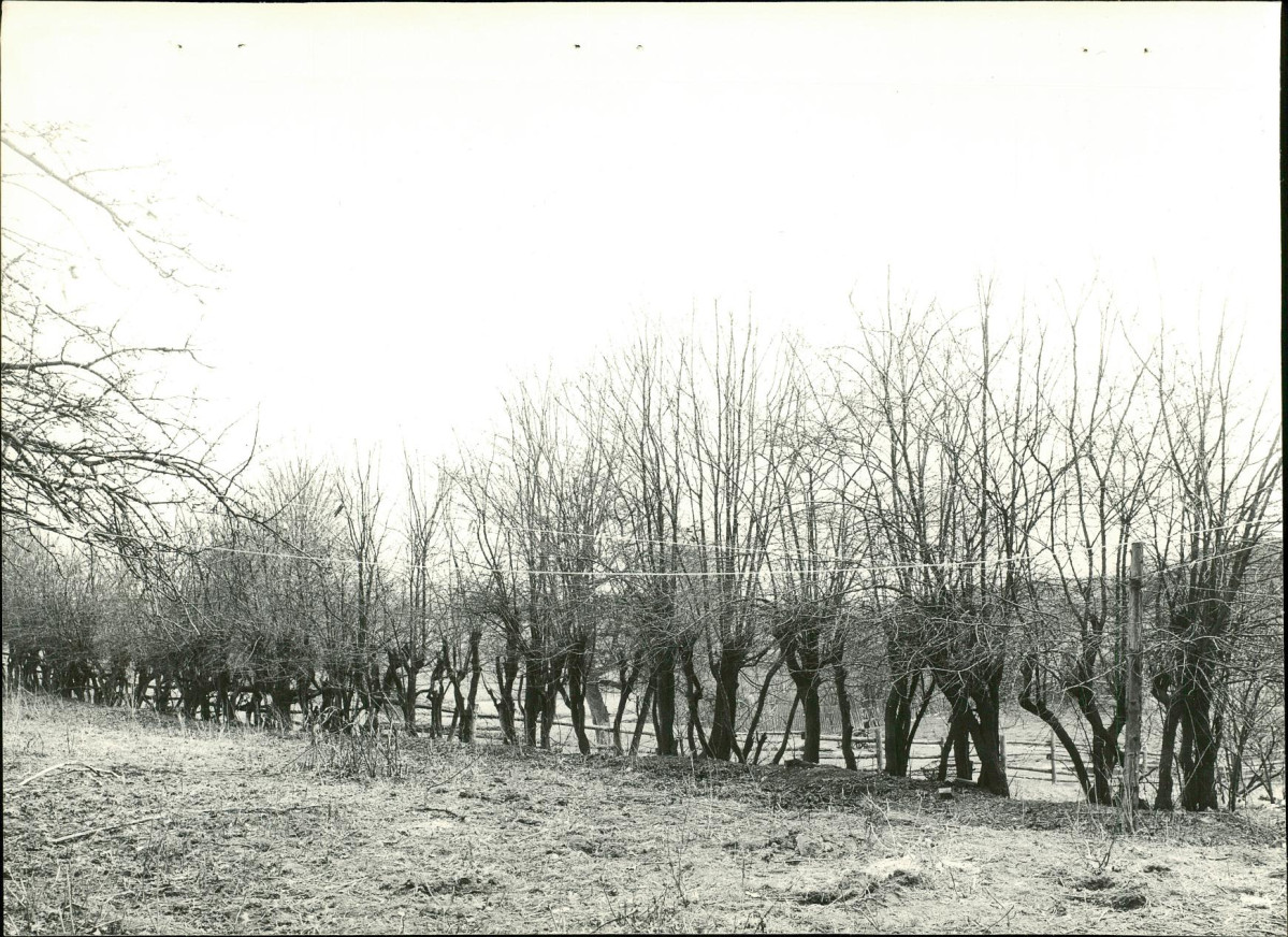 EP - Ewidencja parkowa, skan nr 22