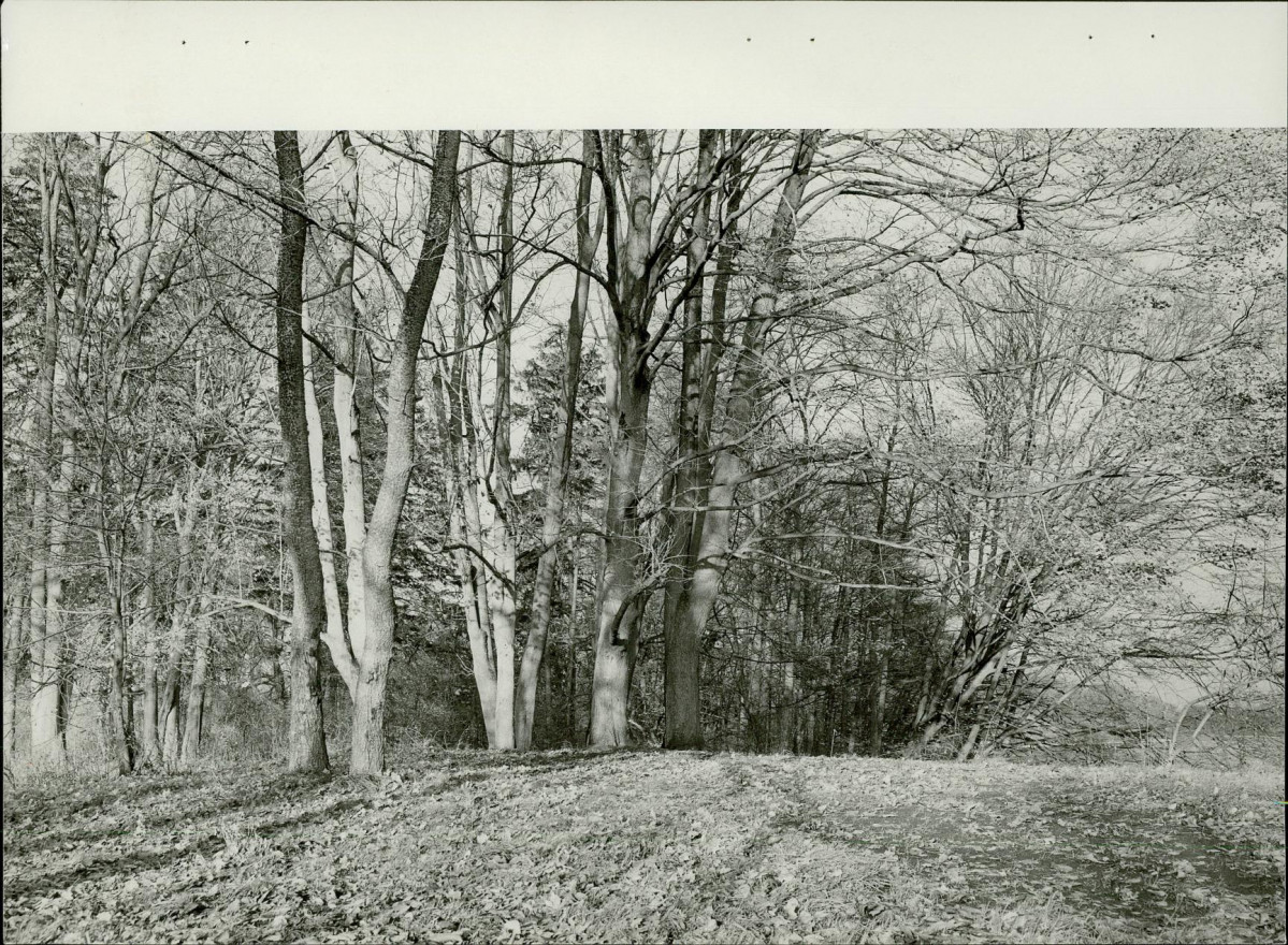 EP - Ewidencja parkowa, skan nr 27