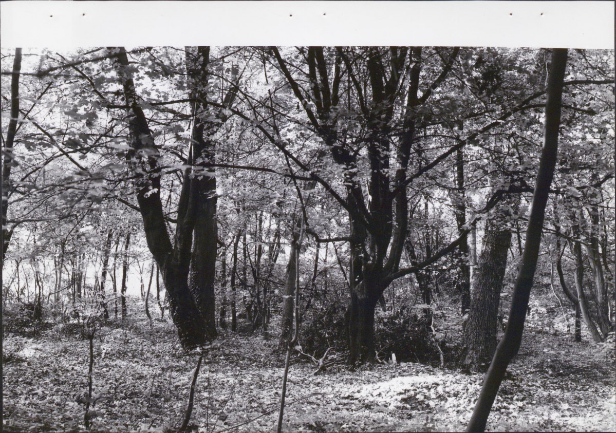 EP - Ewidencja parkowa, skan nr 36