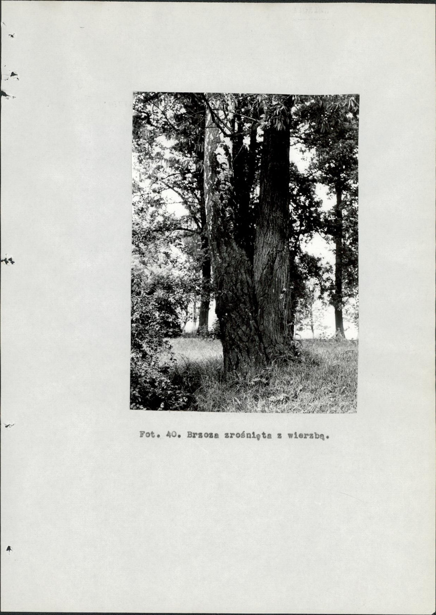 EP - Ewidencja parkowa, skan nr 107